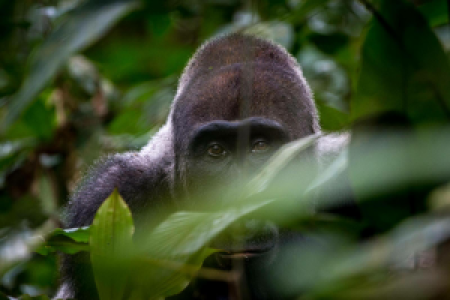 Expedition Kongo Republik und ZAR image