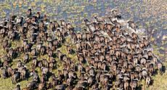 Uganda Gorilla-Tour für den kleinen Preis