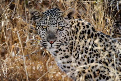 Kidepo Valley Nationalpark Afrikanischer Leopard