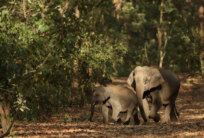 Uganda Asiatischer Elefant