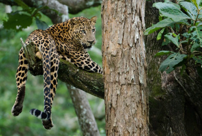 Satpura-National Park Asiatischer Leopard