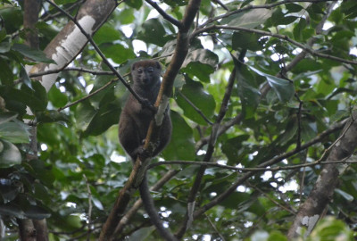 Madagaskar Bambus-Lemur