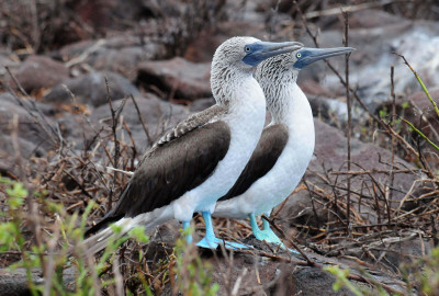 Galapagos Blaufußtölpel