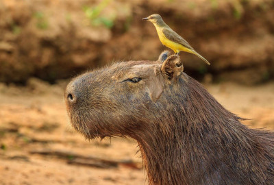 Südamerika Capybara