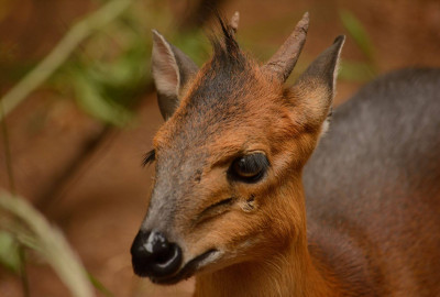 Arusha-Nationalpark Ducker