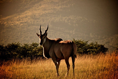 Saadani Nationalpark Elenantilope