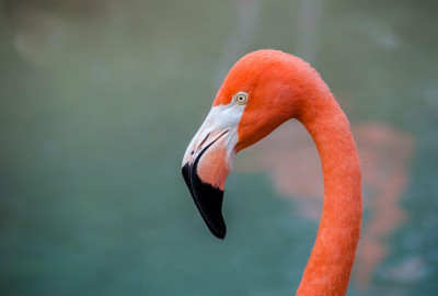Arusha-Nationalpark Flamingos