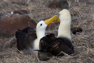Ecuador Reisen Galapagos-Albatrosse