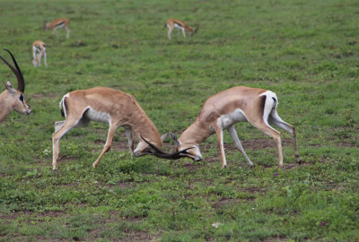 Ngorongoro Krater Gazelle