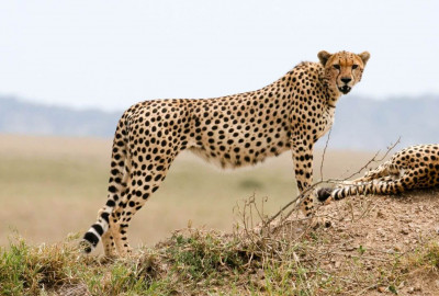 Ngorongoro Krater Gepard