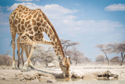 Lake Manyara Nationalpark Giraffe