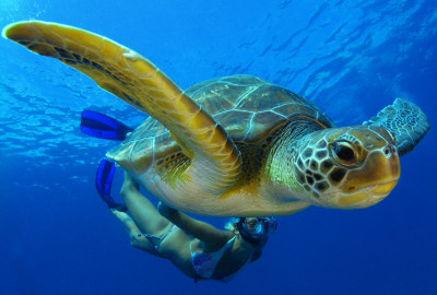 Südamerika Grüne Meeresschidkröte