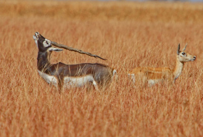 Blackbuck Velavadar-Nationalpark Hirschziegenantilope