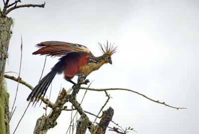 Ecuador Amazonas Hoatzin