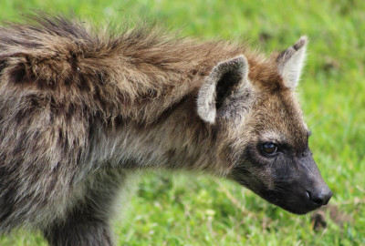 Liuwa Plain Nationalpark Hyäne