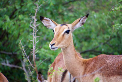 Tansania Impala
