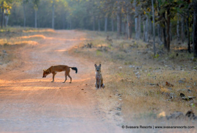 Tadoba National Park Indischer Wildhund
