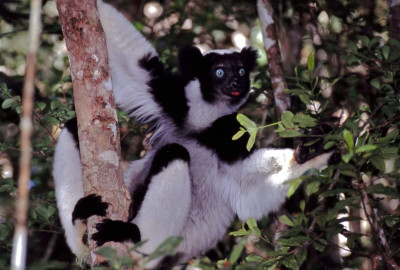 Afrika Indri Indri