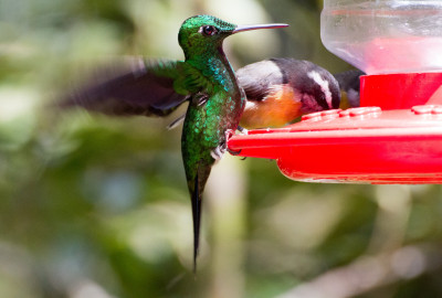 Ecuador Amazonas Kolibri
