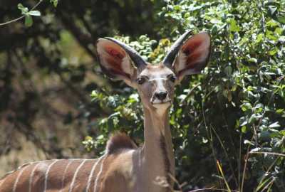 Uganda Kudu