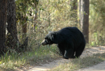 Panna-Nationalpark Lippenbären