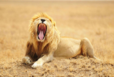 Udzungwa Nationalpark Löwe
