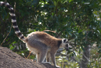 Madagaskar Ringelschwanzlemur