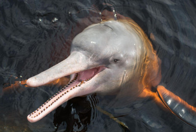 Ecuador Reisen Rosa Flussdelfine