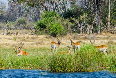 Botswana Rote Lechwe