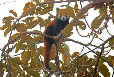 Indien Roter Panda