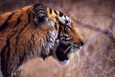 Sundarbans-Nationalpark Tiger