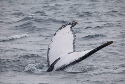 Ecuador Reisen Wale auf Galapagos