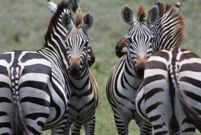 Arusha-Nationalpark Zebra