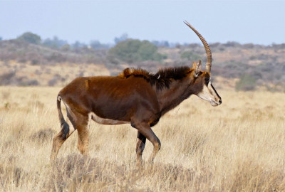 Nyerere National Park (Selous Game Reserve) Zobelantilope