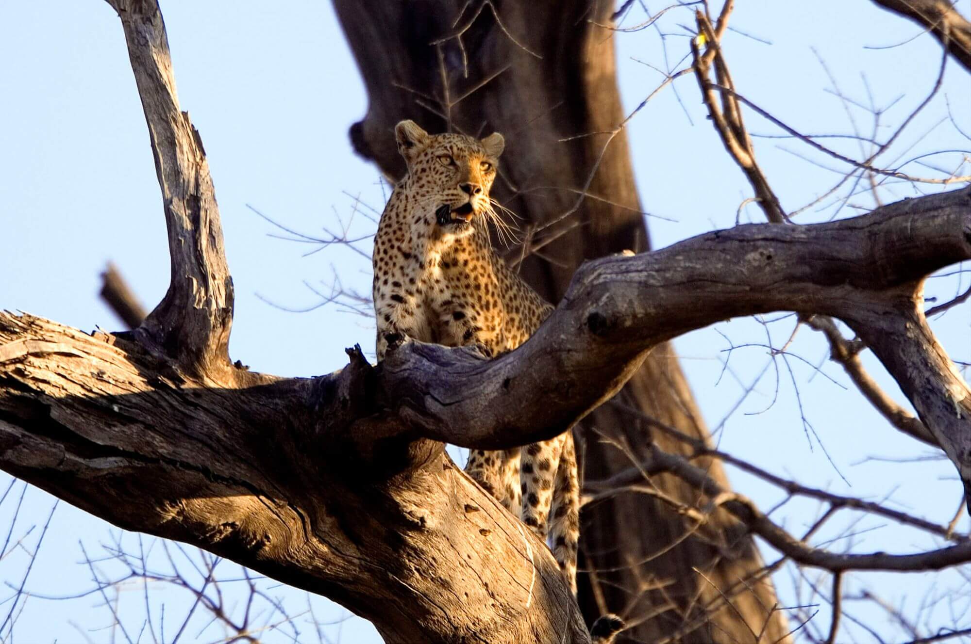 Allen,Dana-WildernessSafaris-Linyanti-Leopard (2)-copy - 
