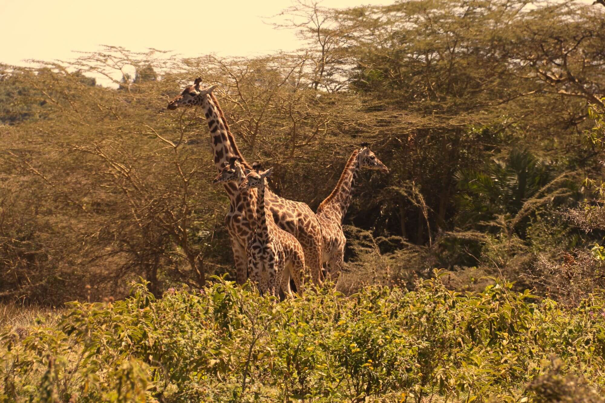 Arusha Nationalpark (9) - 