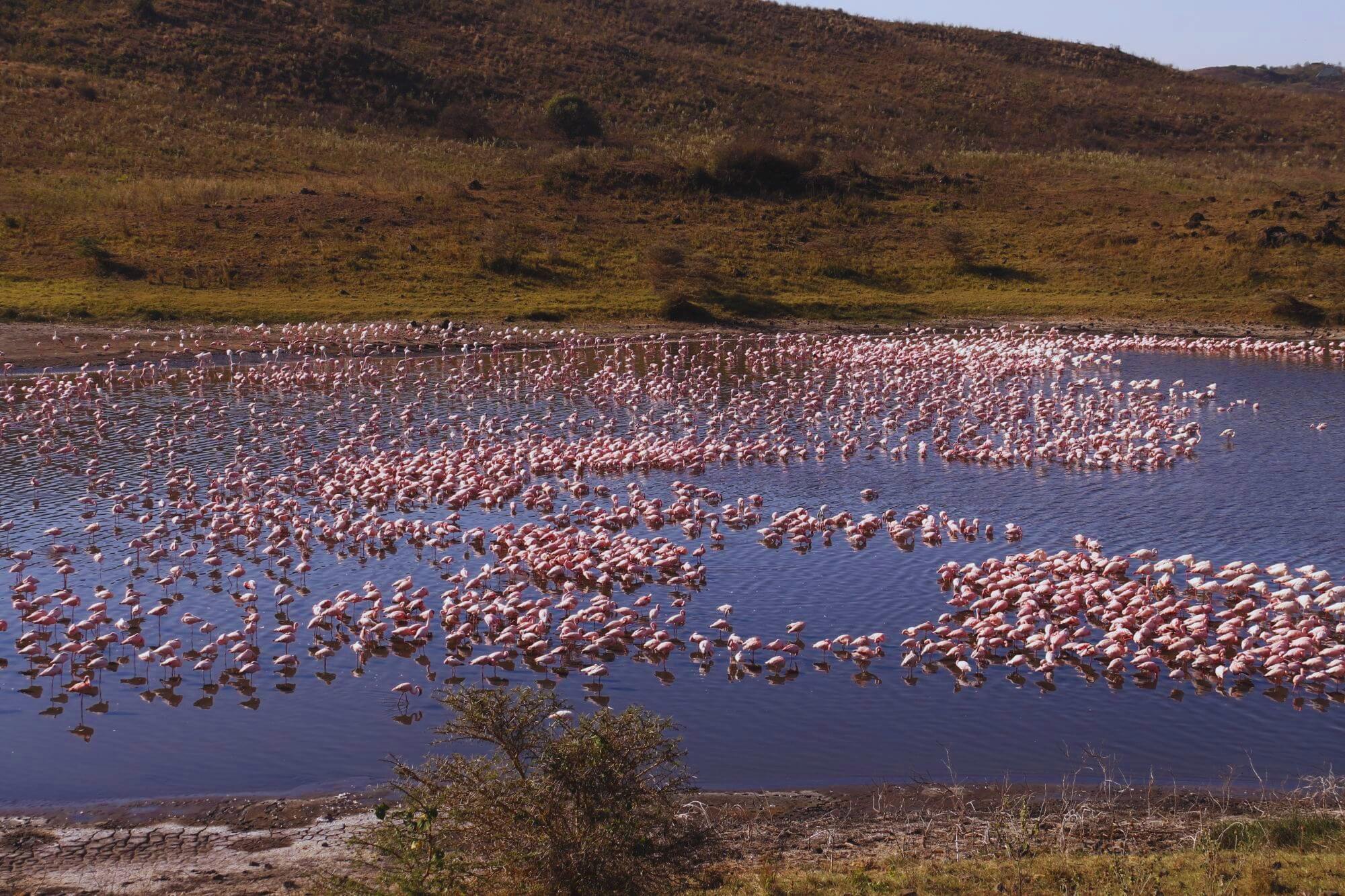 Arusha Nationalpark (13) - 