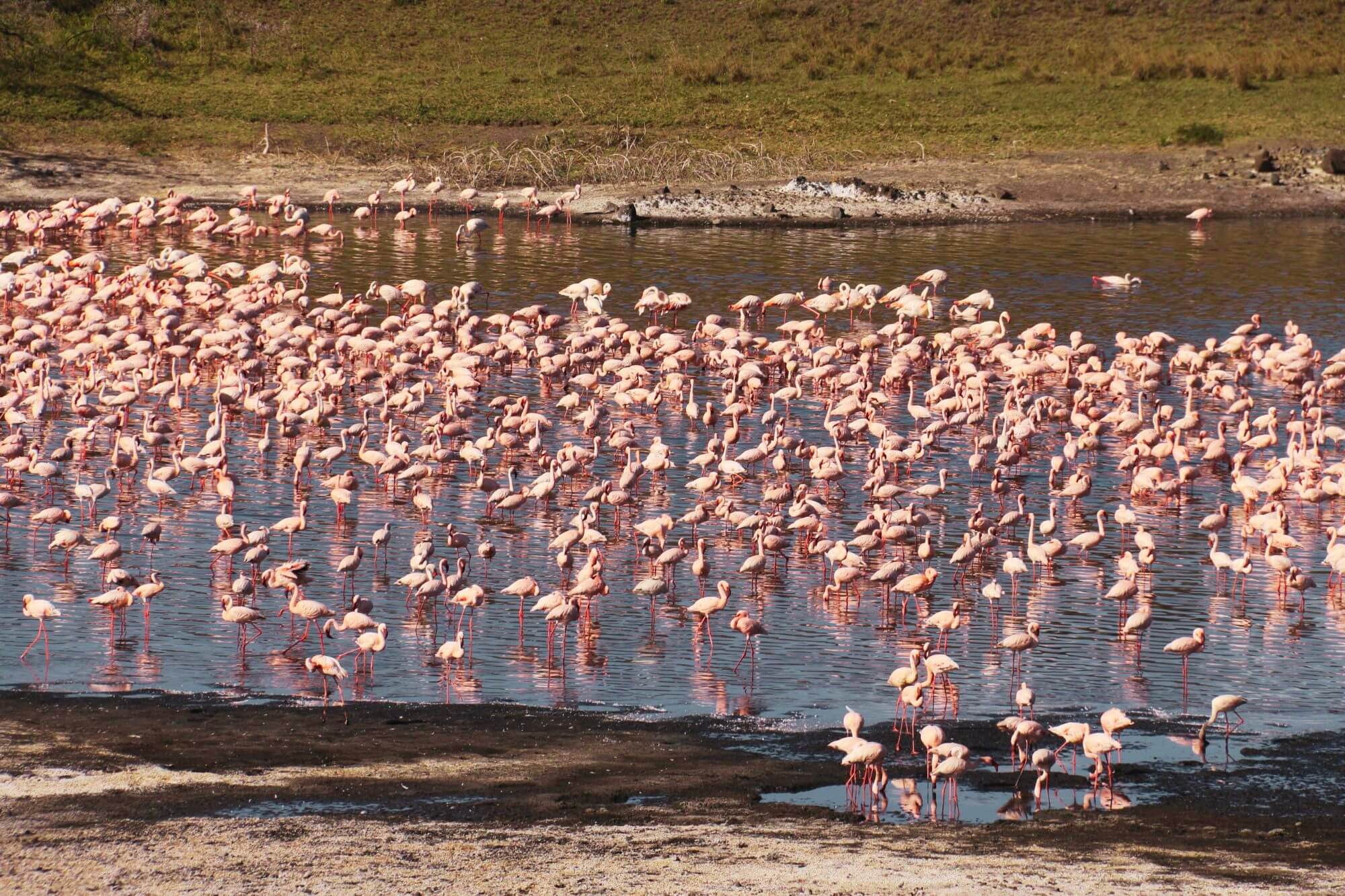Arusha Nationalpark (2) - 