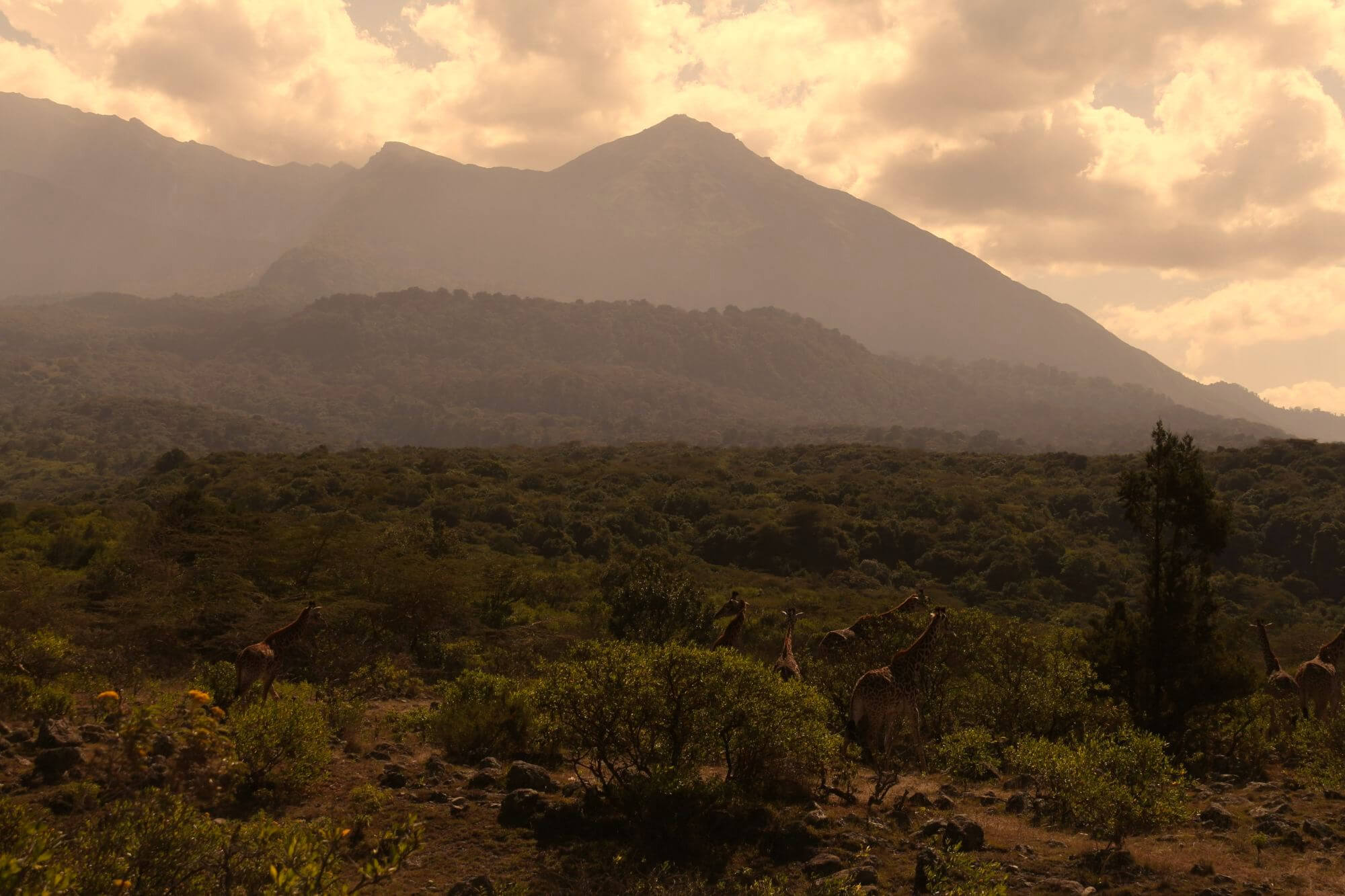Arusha Nationalpark (3) - 