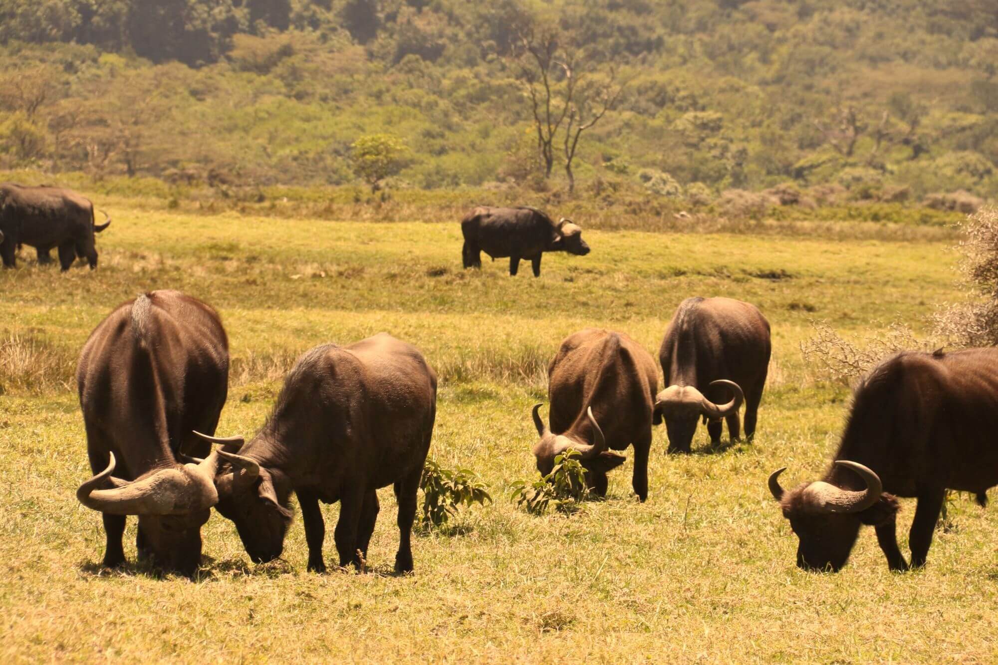 Arusha Nationalpark (5) - 