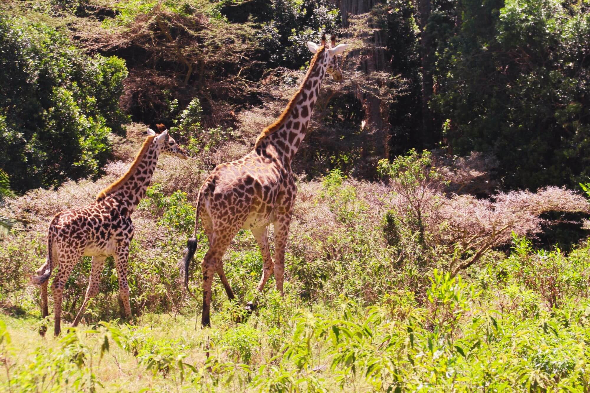 Arusha Nationalpark (8) - 