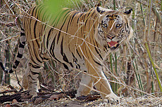Indien ins Reich der Tiger
