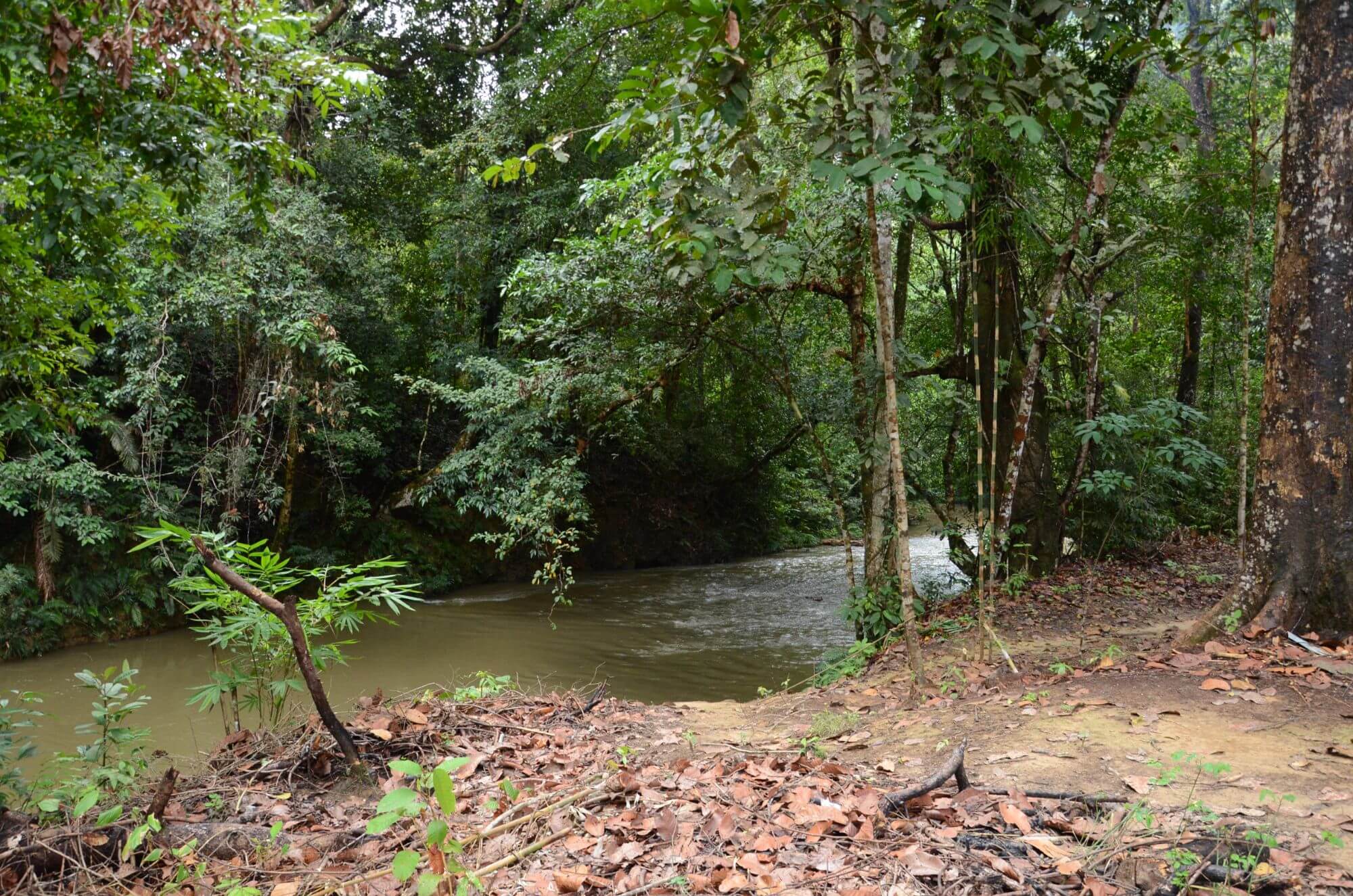 SarawakForestry-BatangAi-Forest - 