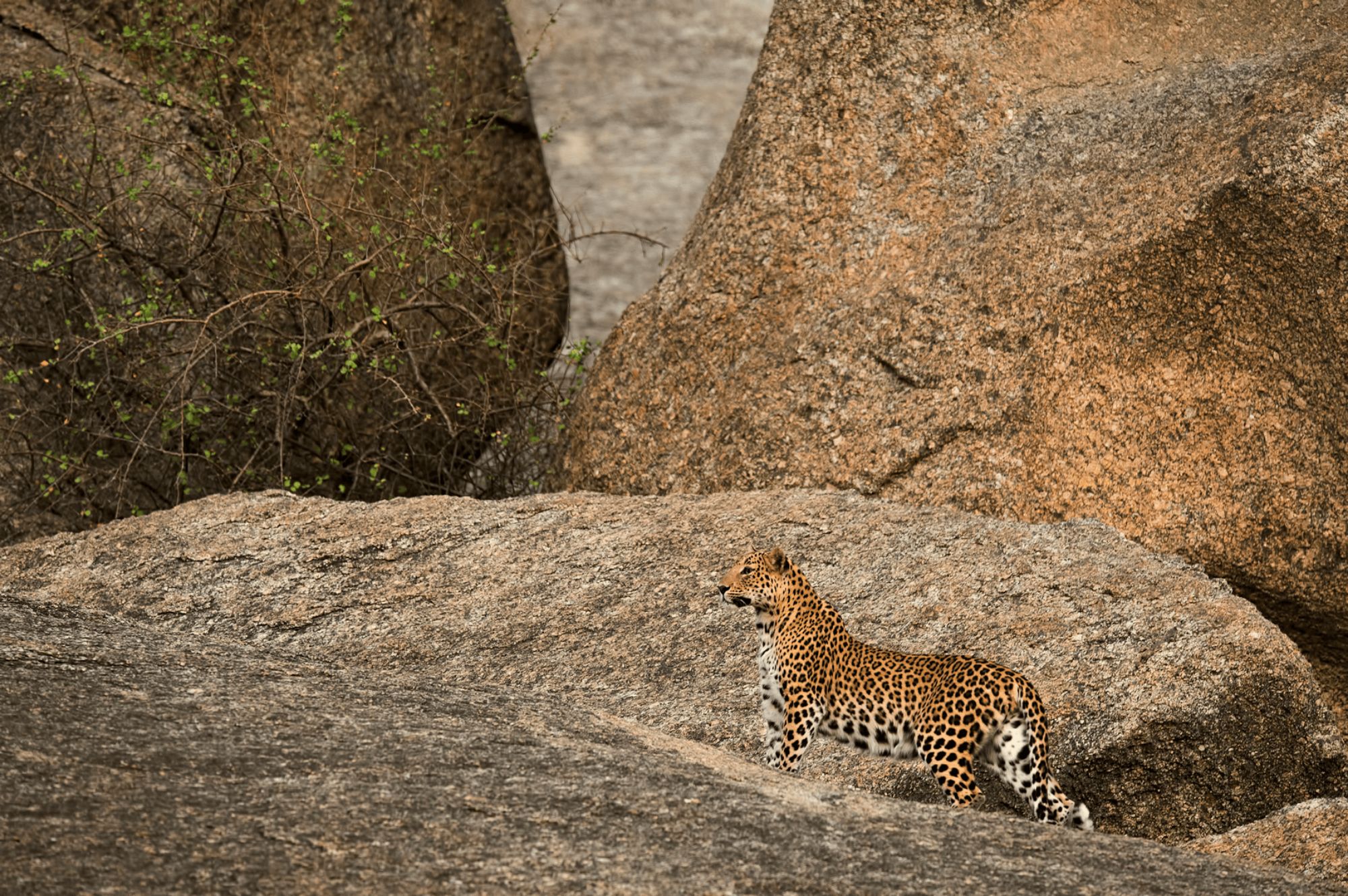 JawaiLeopardCamp-Bera-leopard - 