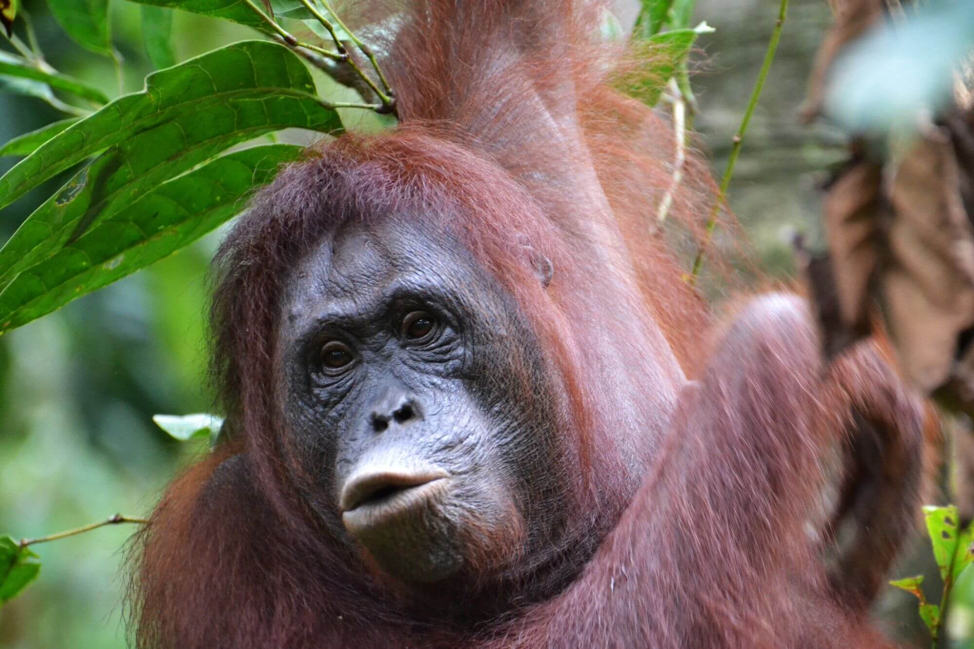 Uljin,Victor-TanjungPuting-Orangutan - 
