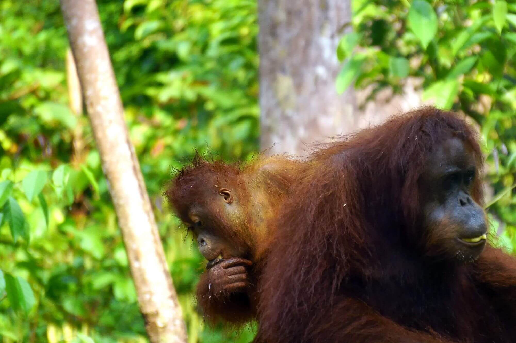 3-BudiNusyirwan-TanjungPuting-Orangutan5 - 