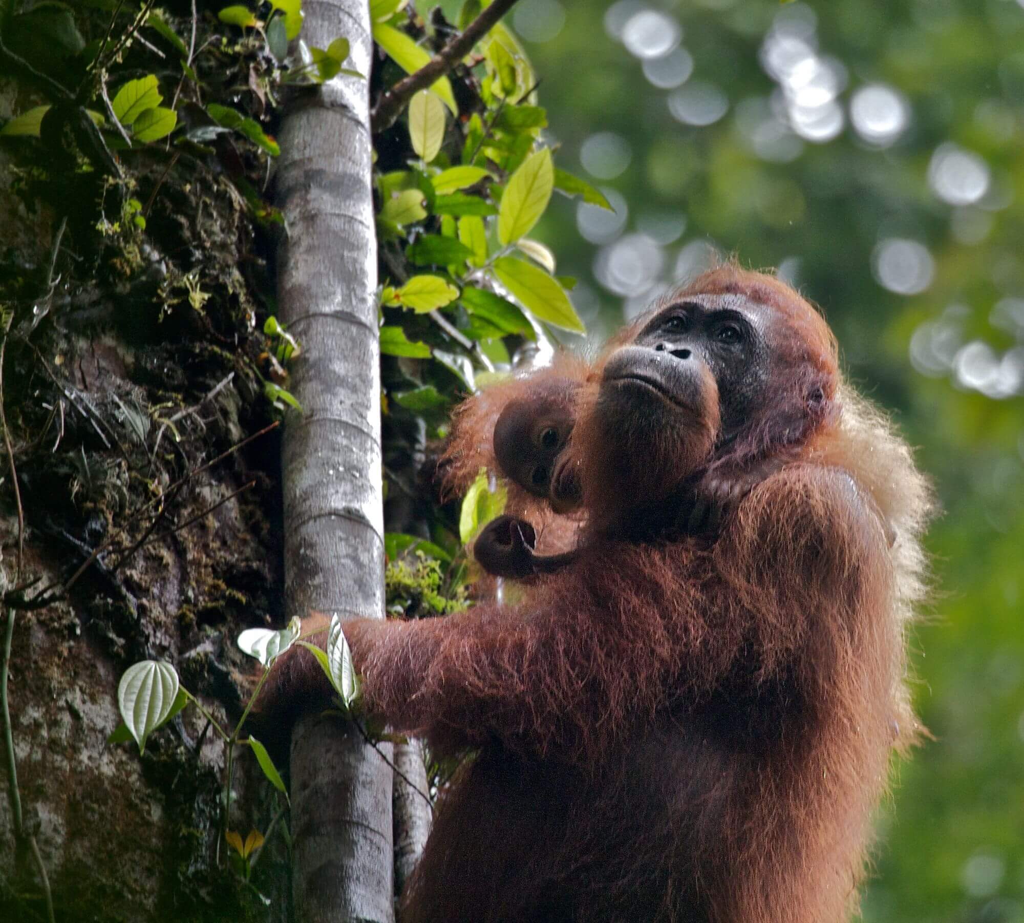 Tiller,Richard-DanumValley-Orangutan - 