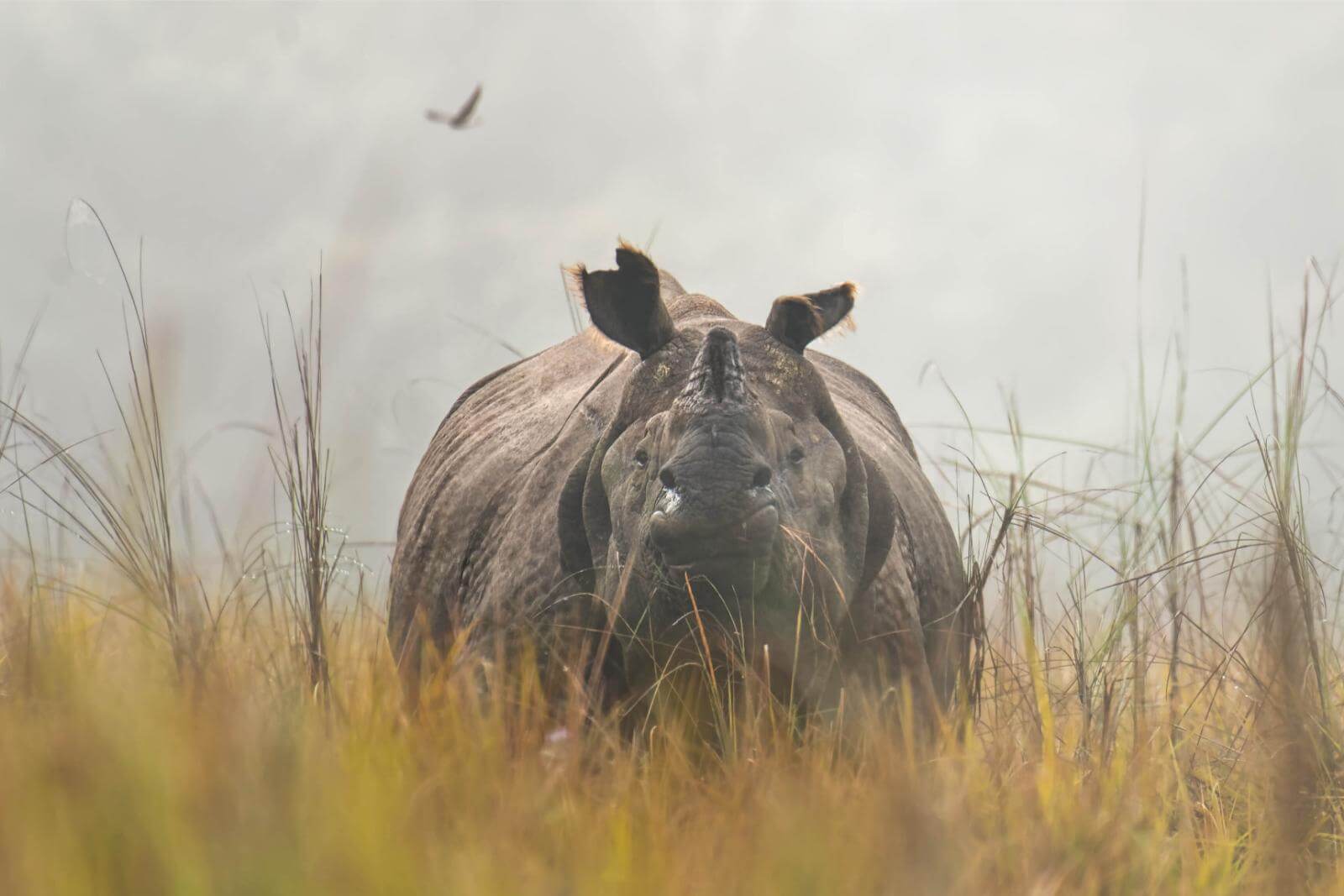 Chitwan-Nationalpark