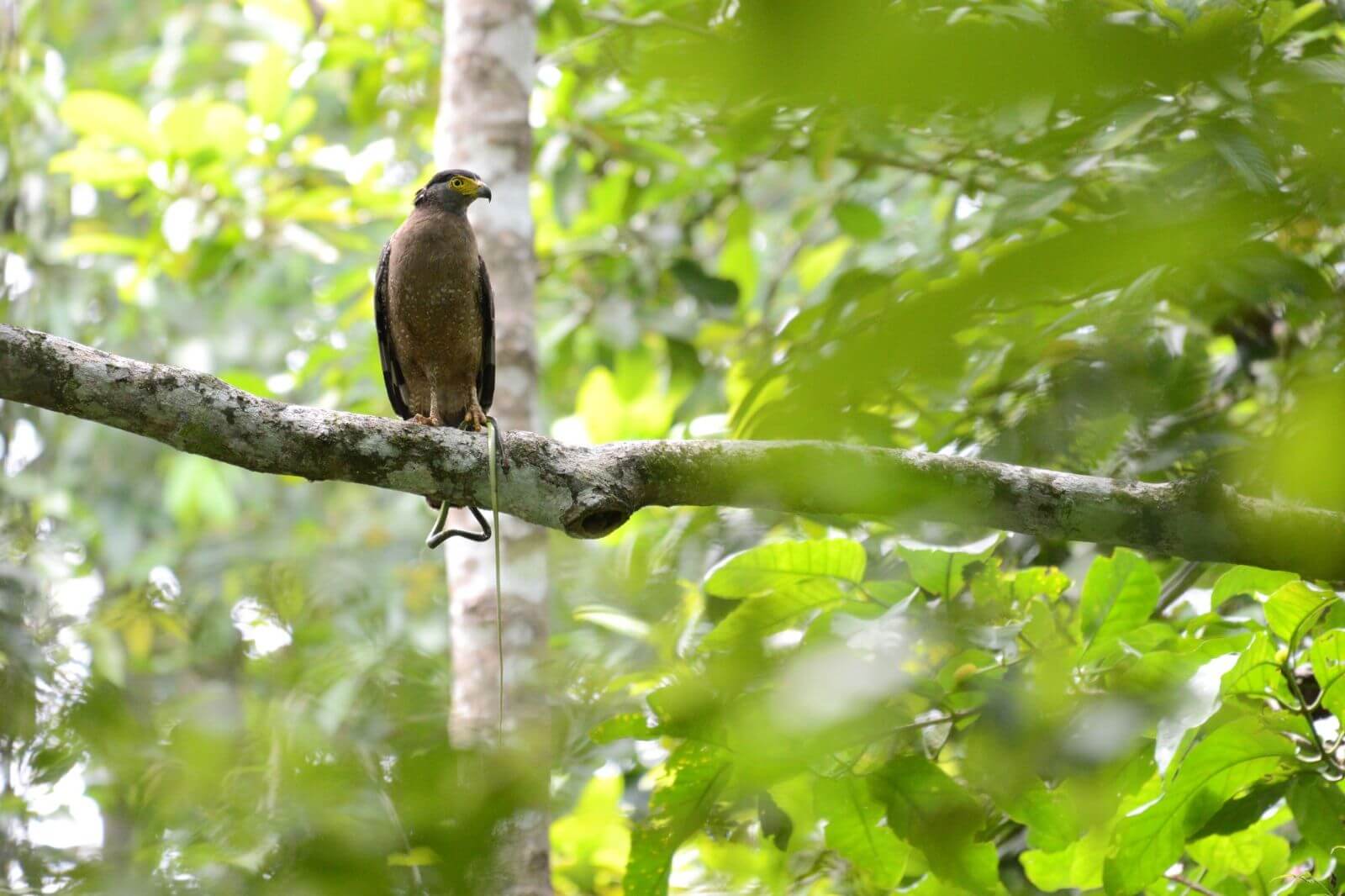 Borneo Rainforest Lodge - Eagle Crested Serpent