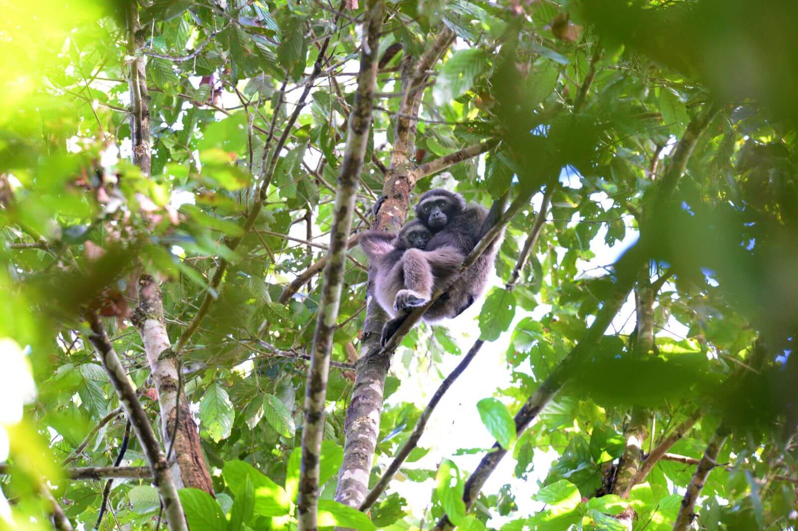 Borneo Rainforest Lodge - Gibbon